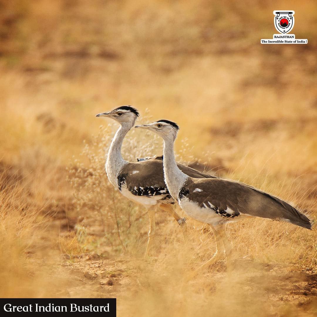 GRAZIOSA GRU INDIANO IN RAJASTHAN