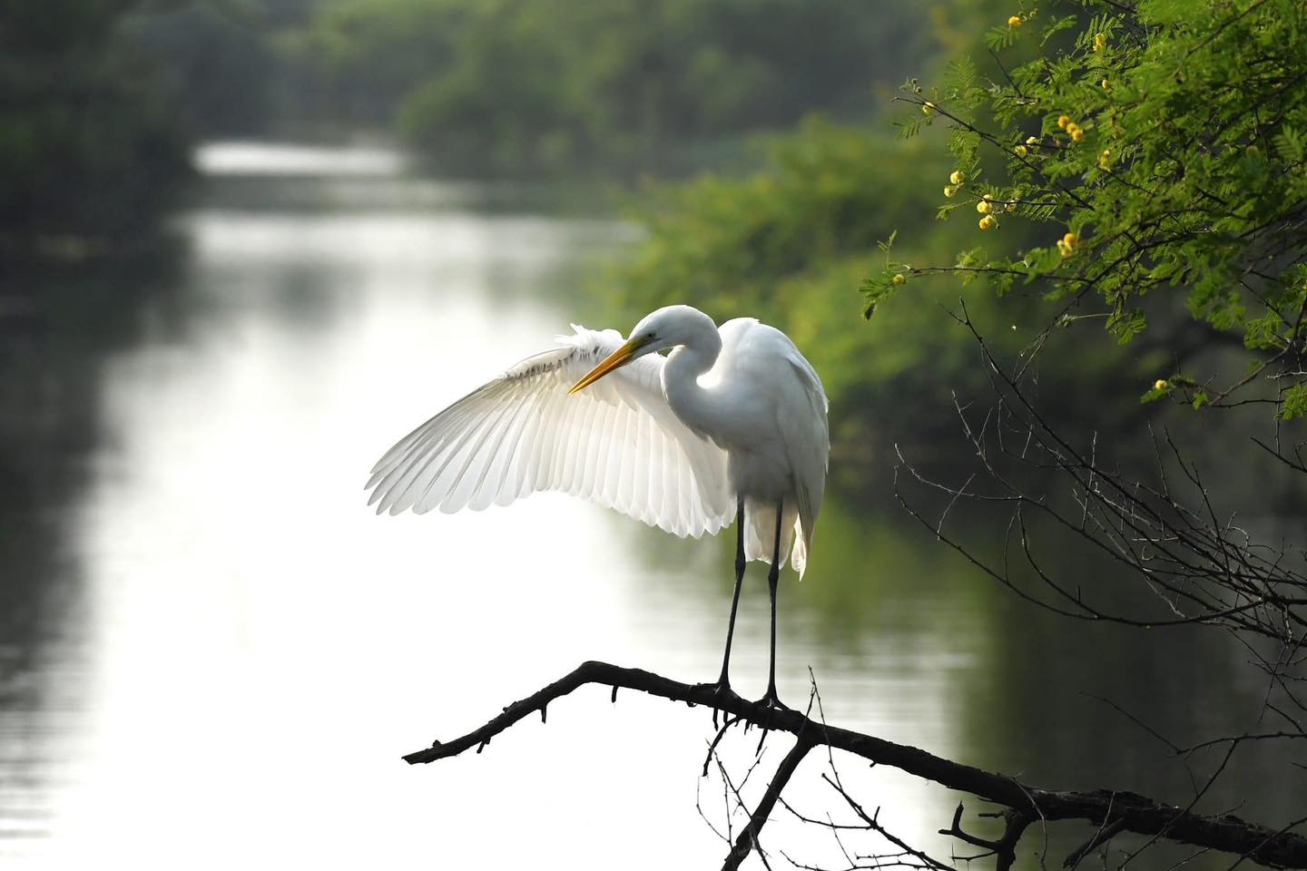 viaggi in india, viaggio in india, tour operatore locale per india, tour operatore locale in india, agenzia di viaggi in india, viaggi in india su misura, Il Parco Nazionale di Keoladeo, Bharatpur 