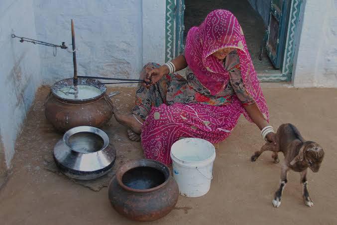 BISHNOI VILLAGE ( safari ) IN RAJASTHAN, viaggio in india