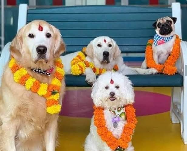 KUKUR TIHAR ( FESTA DEI CANI ) IN NEPAL E IN INDIA