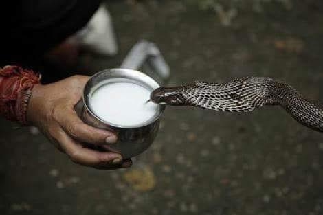 buona festa di naag panchami, viaggi in india, viaggio in india, tour operatore locale per india, tour operatore locale in india, agenzia di viaggi in india, viaggi in india su misura.