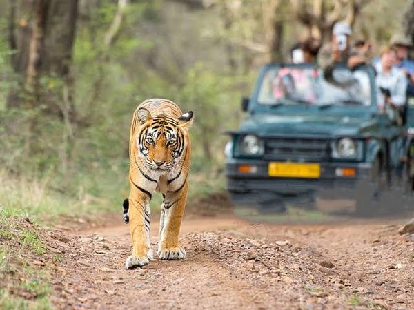 viaggio in india : Il parco nazionale di Jim Corbett in india