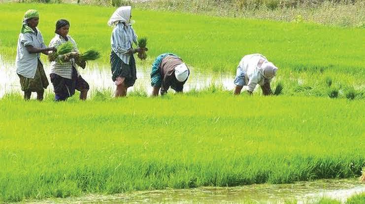 Agricolo in india: colture diverse in india , viaggi in india, viaggio in india, tour operatore locale per india, tour operatore locale in india, agenzia di viaggi in india, viaggi in india su misura,