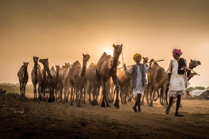 viaggio in india : Perché viaggiare in Rajasthan