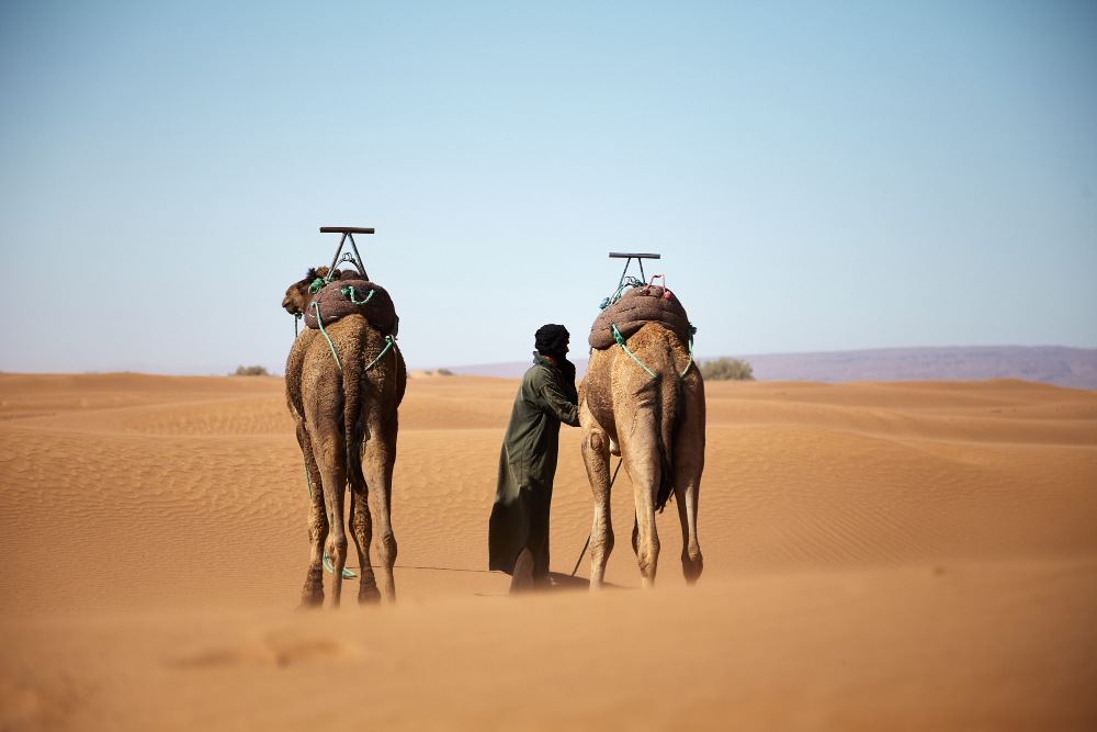 Un Viaggio Organizzato in Rajasthan: Un Percorso nella Terra dei Re
